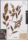 Foto von Salix caprea L. x Salix viminalis L.